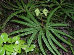 Sticherus cunninghamii. Rachis extending to produce a second tier of pinnae. 
 Image: L.R. Perrie © Te Papa 2004 CC BY-NC 3.0 NZ